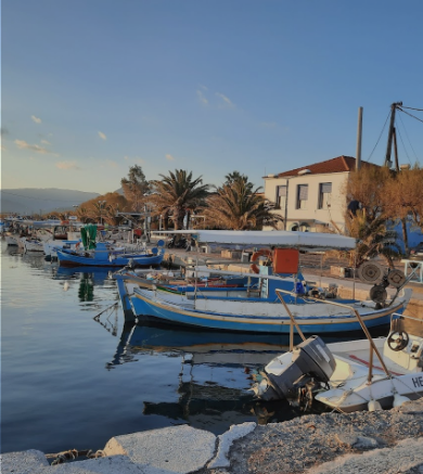 Flamingos wading in the Kalloni salt pans, Lesvos, Greece